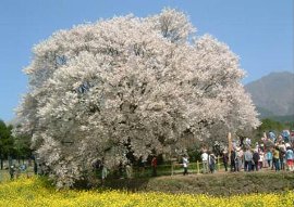 一心行桜 一心行桜