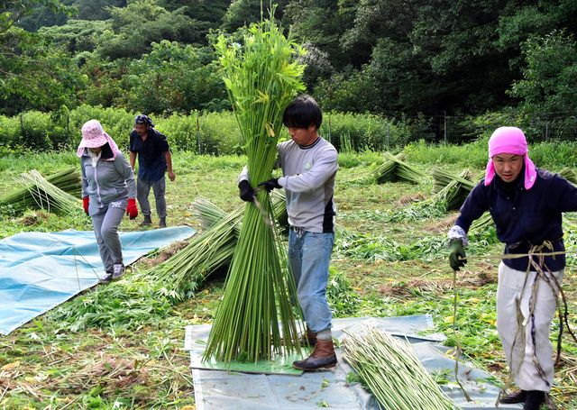 伊勢麻