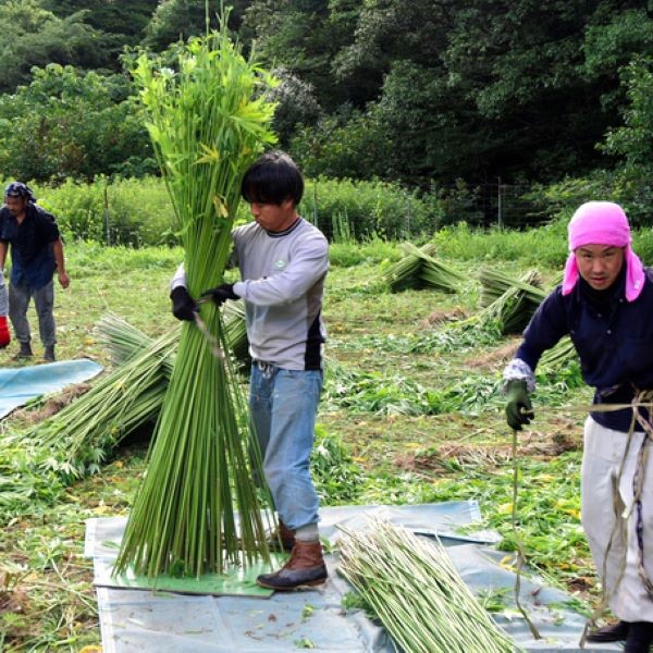 【三重県】「伊勢麻」規制緩和で神事用大麻復権の期待