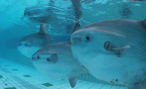 マンボウ