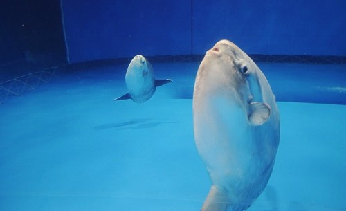 マンボウ